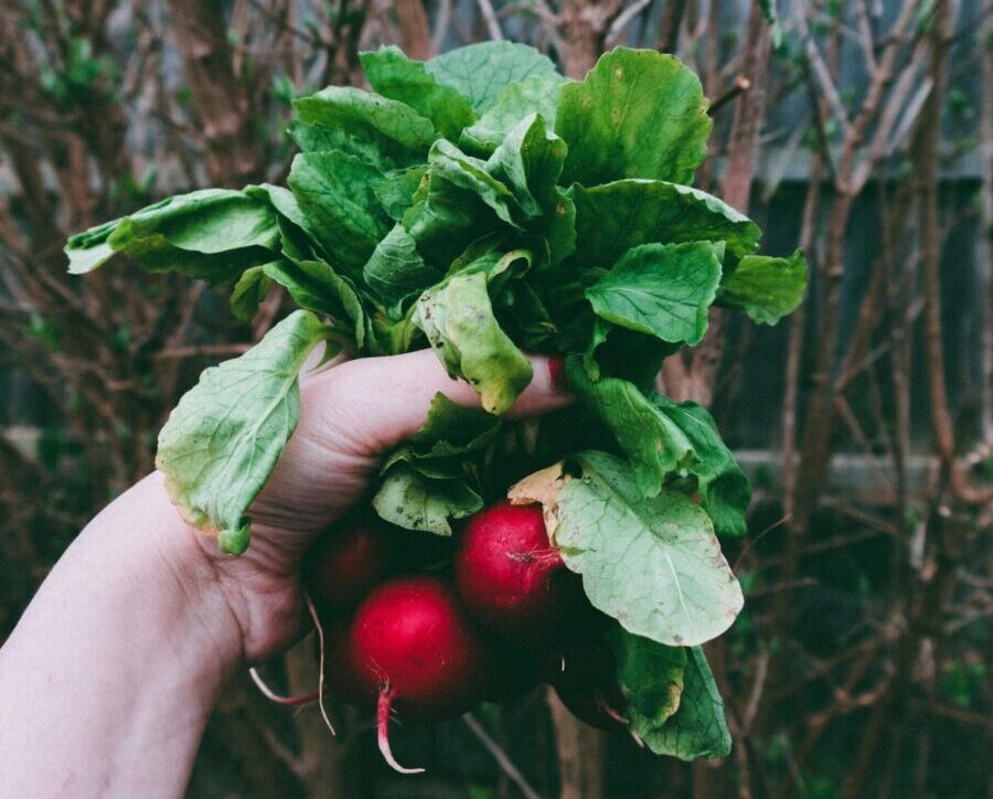 A hand holding fresh radishes with green leaves outdoors, showcasing organic gardening.