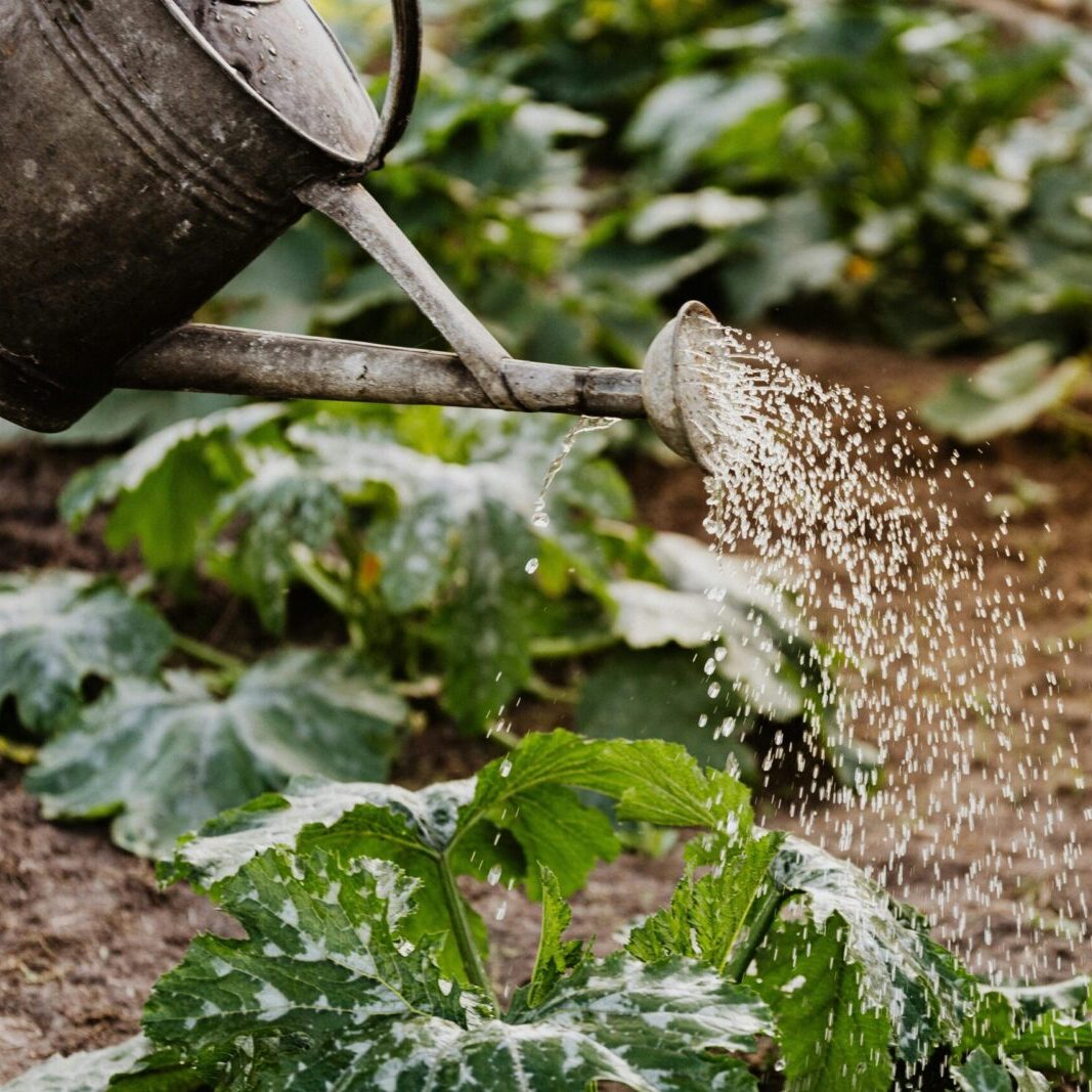 Close-up of a watering can nurturing green plants in a garden, promoting growth.